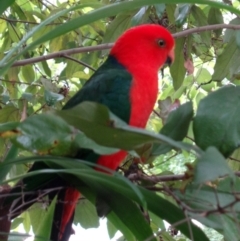 Alisterus scapularis (Australian King-Parrot) at The Gap, QLD - 5 Jul 2018 by PPNN