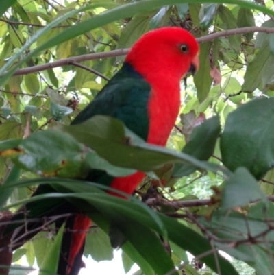 Alisterus scapularis (Australian King-Parrot) at The Gap, QLD - 5 Jul 2018 by PPNN