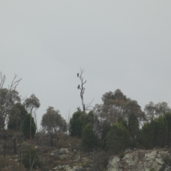 Aquila audax at Stromlo, ACT - 6 Jun 2023 11:30 AM