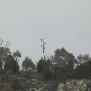 Aquila audax at Stromlo, ACT - 6 Jun 2023