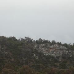 Aquila audax at Stromlo, ACT - 6 Jun 2023 11:30 AM