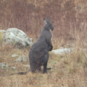 Osphranter robustus at Stromlo, ACT - 6 Jun 2023