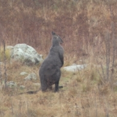 Osphranter robustus at Stromlo, ACT - 6 Jun 2023