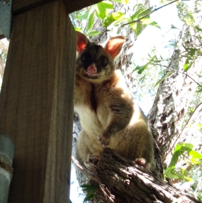 Trichosurus vulpecula (Common Brushtail Possum) at The Gap, QLD - 26 Mar 2019 by PPNN