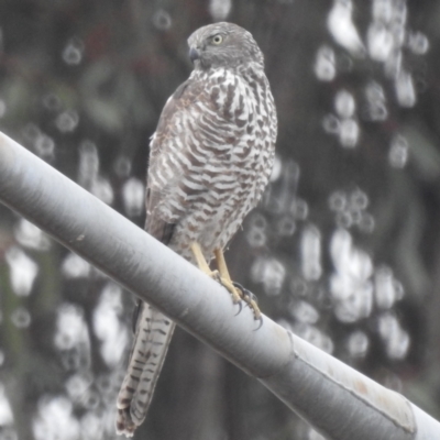 Tachyspiza fasciata (Brown Goshawk) at Molonglo Valley, ACT - 6 Jun 2023 by HelenCross