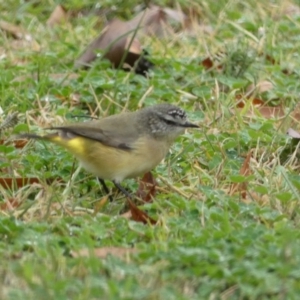 Acanthiza chrysorrhoa at Jerrabomberra, NSW - suppressed