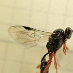 Megastylus sp. (genus) (Ichneumonid wasp) at Cook, ACT - 6 Jun 2023 by CathB