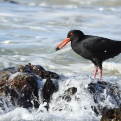 Haematopus fuliginosus (Sooty Oystercatcher) at Narooma, NSW - 29 May 2023 by GlossyGal