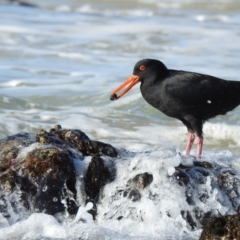 Haematopus fuliginosus (Sooty Oystercatcher) at Narooma, NSW - 29 May 2023 by GlossyGal