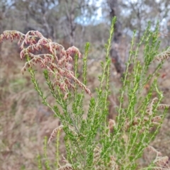 Cassinia sifton at O'Malley, ACT - 6 Jun 2023 03:06 PM