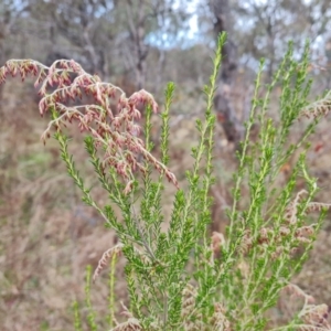 Cassinia sifton at O'Malley, ACT - 6 Jun 2023 03:06 PM