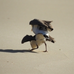 Vanellus miles (Masked Lapwing) at Narooma, NSW - 29 May 2023 by GlossyGal