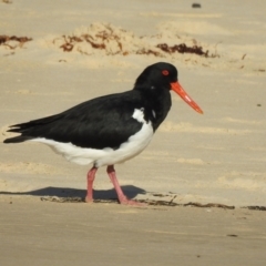 Haematopus longirostris (Australian Pied Oystercatcher) at Narooma, NSW - 29 May 2023 by GlossyGal
