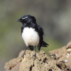 Rhipidura leucophrys (Willie Wagtail) at Narooma, NSW - 29 May 2023 by GlossyGal