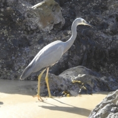 Egretta novaehollandiae (White-faced Heron) at Narooma, NSW - 29 May 2023 by GlossyGal