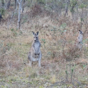 Macropus giganteus at O'Malley, ACT - 6 Jun 2023 03:43 PM