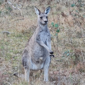 Macropus giganteus at O'Malley, ACT - 6 Jun 2023