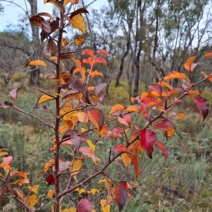 Pyrus calleryana at O'Malley, ACT - 6 Jun 2023 03:09 PM