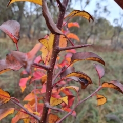 Pyrus calleryana at O'Malley, ACT - 6 Jun 2023 03:09 PM