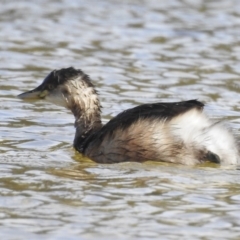 Tachybaptus novaehollandiae (Australasian Grebe) at Narooma, NSW - 29 May 2023 by GlossyGal