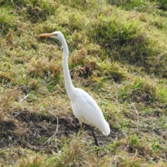 Ardea alba (Great Egret) at Genoa, VIC - 31 May 2023 by GlossyGal