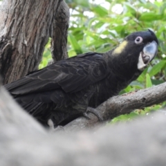 Zanda funerea (Yellow-tailed Black-Cockatoo) at Mallacoota, VIC - 31 May 2023 by GlossyGal