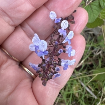 Plectranthus parviflorus (Cockspur Flower) at Kangaroo Valley, NSW - 6 Jun 2023 by lbradley