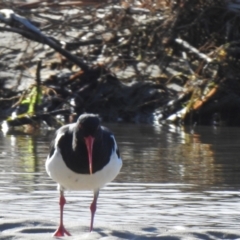 Haematopus longirostris (Australian Pied Oystercatcher) at Mallacoota, VIC - 2 Jun 2023 by GlossyGal