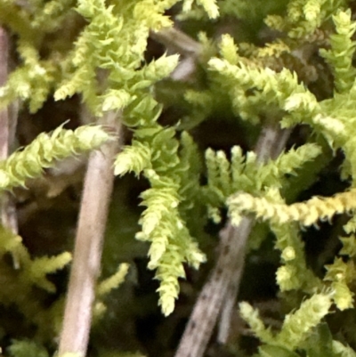 Unidentified Moss, Liverwort or Hornwort at Kangaroo Valley, NSW - 6 Jun 2023 by lbradleyKV