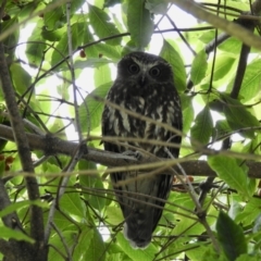 Ninox boobook (Southern Boobook) at Mallacoota, VIC - 2 Jun 2023 by GlossyGal