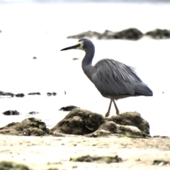 Egretta novaehollandiae (White-faced Heron) at Mallacoota, VIC - 2 Jun 2023 by GlossyGal