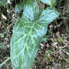 Arum italicum (Italian Arum) at Kangaroo Valley, NSW - 6 Jun 2023 by lbradleyKV