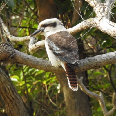 Dacelo novaeguineae (Laughing Kookaburra) at Mallacoota, VIC - 2 Jun 2023 by GlossyGal