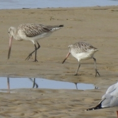 Limosa lapponica (Bar-tailed Godwit) at Mallacoota, VIC - 2 Jun 2023 by GlossyGal