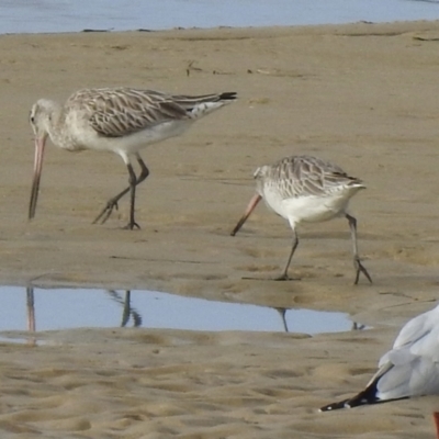 Limosa lapponica (Bar-tailed Godwit) at Mallacoota, VIC - 2 Jun 2023 by GlossyGal