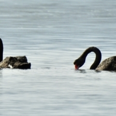 Cygnus atratus (Black Swan) at Mallacoota, VIC - 2 Jun 2023 by GlossyGal