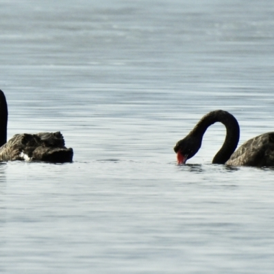 Cygnus atratus (Black Swan) at Mallacoota, VIC - 2 Jun 2023 by GlossyGal