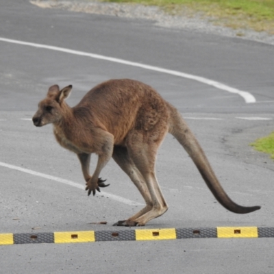Macropus giganteus (Eastern Grey Kangaroo) at Mallacoota, VIC - 2 Jun 2023 by GlossyGal