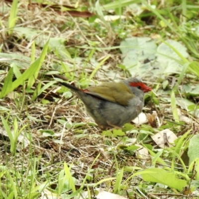 Neochmia temporalis (Red-browed Finch) at Mallacoota, VIC - 2 Jun 2023 by GlossyGal
