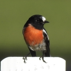 Petroica boodang (Scarlet Robin) at Mallacoota, VIC - 3 Jun 2023 by GlossyGal