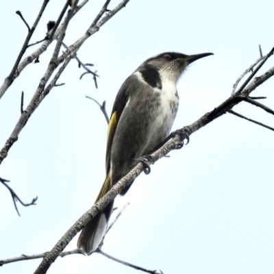 Phylidonyris pyrrhopterus (Crescent Honeyeater) at Mallacoota, VIC - 4 Jun 2023 by GlossyGal