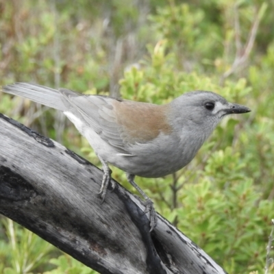 Colluricincla harmonica (Grey Shrikethrush) at Mallacoota, VIC - 4 Jun 2023 by GlossyGal