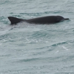 Tursiops truncatus (Bottlenose Dolphin) at Mallacoota, VIC - 6 Jun 2023 by GlossyGal