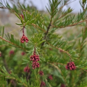 Grevillea sp. at Chapman, ACT - 6 Jun 2023 01:59 PM