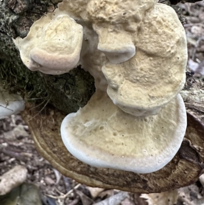 Unidentified Other non-black fungi  at Copeland, NSW - 7 May 2023 by blackdiamondimages