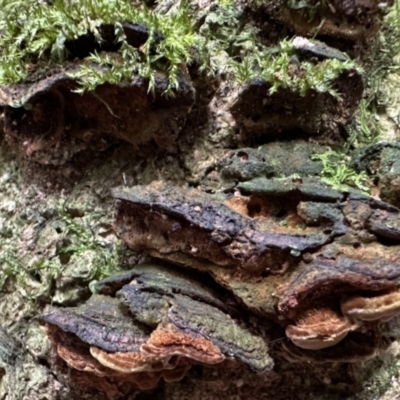 Unidentified Fungus at Copeland, NSW - 7 May 2023 by blackdiamondimages