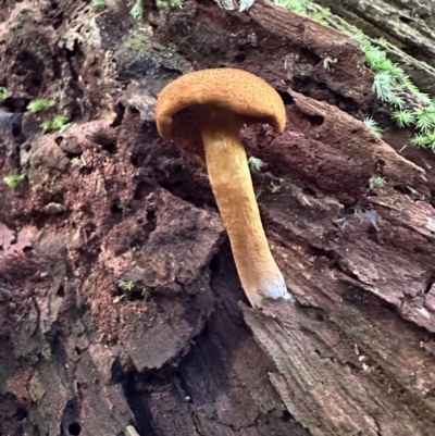 Unverified Fungus at Copeland, NSW - 7 May 2023 by blackdiamondimages