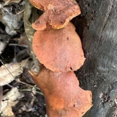 Unverified Fungus at Copeland, NSW - 7 May 2023 by blackdiamondimages