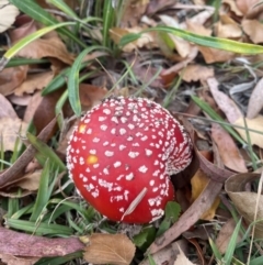 Amanita muscaria (Fly Agaric) at Kaleen, ACT - 6 Jun 2023 by armk