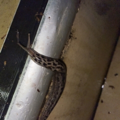 Limax maximus at Braddon, ACT - 6 Jun 2023 08:41 PM